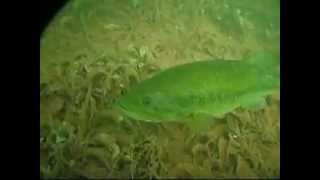 Submerged Forest at Arco Mine Pit Near Crosby MN Part 1 [upl. by Kenway994]