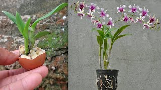 Unique method for propagating orchids Results beyond expectations [upl. by Snyder]