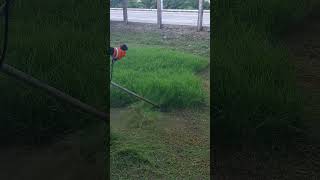 TRIMMING THE THICK GRASS cuttinggrass lawncare weedeater satisfying grasscutterbrushcutter [upl. by Bremble]