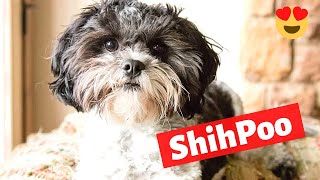 Shih Poo Shih Tzu and Poodle Cross Breed  Health Care Temperament and Training [upl. by Forbes]