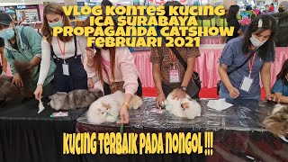 Kontes kucing pertama ICA SURABAYA di 2021 kucing ras terbaik nongol semua 😁 [upl. by Beitris324]