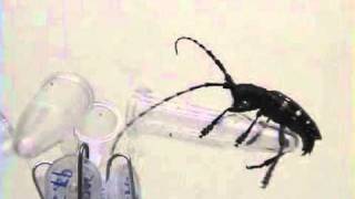 Evidence for contact sex recognition pheromone of the Asian longhorned beetle Anoplophora glabripe [upl. by Cristine]