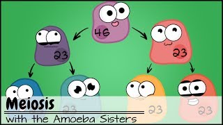 Meiosis Updated [upl. by Roman]