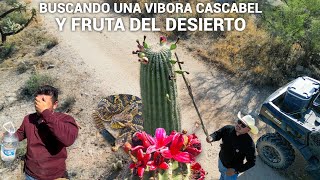 Ando Buscando Una Vibora Cascabel Y Una Fruta Del Desierto🌵 [upl. by Hadik851]