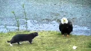 Hilarious Cat vs Eagle thoughts [upl. by Nangatrad863]