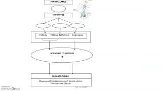 Le contrôle hypothalamo hypophysaire de la reproduction [upl. by Ecnadnac]