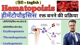 Hematopoiesis  Hematopoiesis In Hindi  Hematopoietic Stem Cell  Formation of BloodErythropoiesis [upl. by Teresa310]