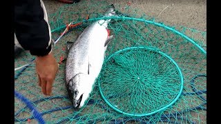 Pacifica Pier catching salmon [upl. by Ttebroc]