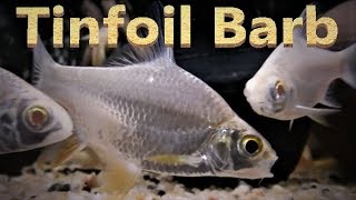 Tinfoil Barb Care amp Tank Set up Guide [upl. by Pattani942]