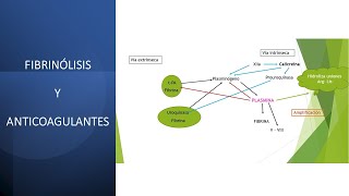 Fisiología de la Sangre Fibrinólisis y Anticoagulantes [upl. by Bridwell745]