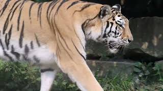 Two Tiger Cubs Born at Cleveland Metroparks Zoo [upl. by Oran]