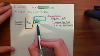 The Wnt  BetaCatenin Pathway Part 2 [upl. by Toffic]