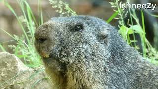 Marmota marmota  Marmotte des Alpes  Alpenmarmot  Alpenmurmeltier  Alpine marmot [upl. by Uta]