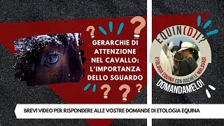 EquinDi DOMANDAMELO Gerarchie di attenzione e sguardo con il cavallo  Etologia Equina Malavasi [upl. by Roxana357]