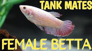 Female betta fish tank mates  Female betta tank mates  Betta sorority tank [upl. by Berey]