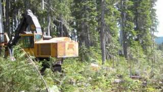 tigrcat feller buncher cutting in alpine country [upl. by Agueda]