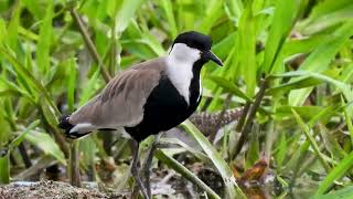 SpurWinged lapwing Callig Song  Short video 4KUHD Birds Photography  Wildlife Animals [upl. by Enoved]