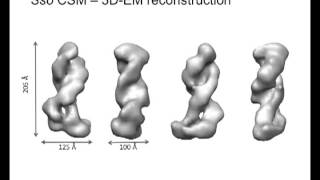 Structural studies of CRISPR complexes in Sulfolobus solfataricus by Laura Spagnolo [upl. by Hgielram]