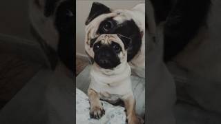 👀 👁️puggles puglife cutedog pugg pets puppy [upl. by Aitnom]