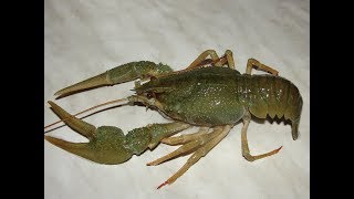 Crayfish documentary [upl. by Ahsennod]