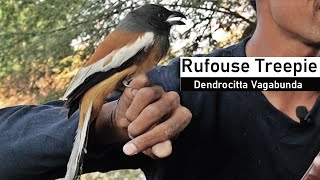 Rufous Treepie Bird Az Infomation Hindi [upl. by Nay101]