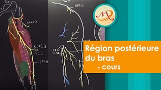 Anatomie de la région postérieure du bras cours [upl. by Rajiv]