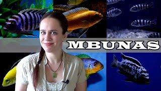 The Mbuna Aquarium  Lake Malawi African Cichlids [upl. by Maria]