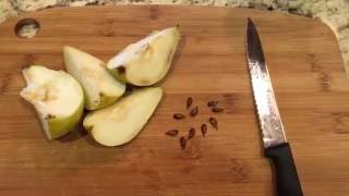 How To Grow Pear Trees From Seed Days 034 [upl. by Town]