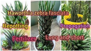 haworthia zebra fasciata repotting fertilizer propagationsoil mixGrow green 445 [upl. by Franciska]