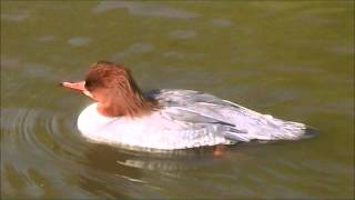 Common Merganser [upl. by Raye]