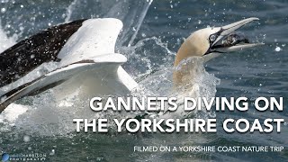 Gannets Diving For Fish Along The Yorkshire Coast  GoPro  4K [upl. by Bobbye590]