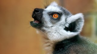 lemur sounds  lemur sound effect  lemur sound video  animal sounds 11 [upl. by Htirehc]