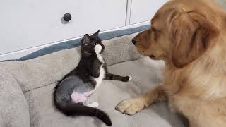 Golden Retriever meets Kitten with Three Legs🥰 [upl. by Cock]