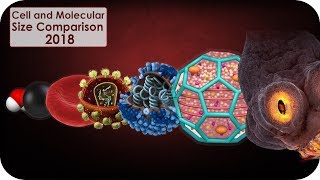 Cell and molecular Size Comparison [upl. by Tommie898]