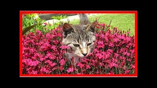 Comment Faire Fuir les Chats de Votre Jardin [upl. by Goober808]