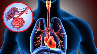 El SISTEMA RESPIRATORIO explicado sus partes y funcionamiento👩‍🏫 [upl. by Reteid]