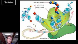 DNA and RNA  Part 2 [upl. by Yboj]