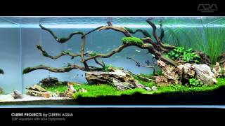 Aquascape Project  by Green Aqua  limited aquarium plants for minimalist view [upl. by Arraeic]