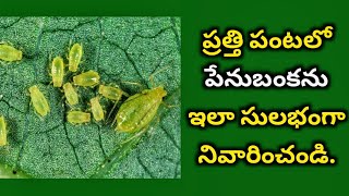 Cotton Aphids Damage and Effective Control Strategies PestControl penubanka pratti sucking pests [upl. by Reizarf]