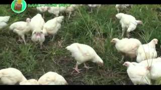 OrganicNatural Farming Azolla  Natural Feeds amp Green Fertilizer Part 1 [upl. by Ecnarrot]