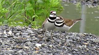 Killdeer Mating on Governors Island NY [upl. by Thorman215]