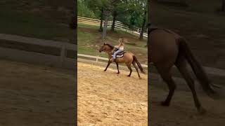 Horse for trade Loping saddle saddle on her [upl. by Cusack]