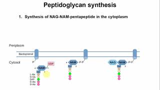 Peptidoglycan Synthesis [upl. by Almeria]