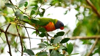 Rainbow Lorikeet Calls birds birdsounds [upl. by Aryn]