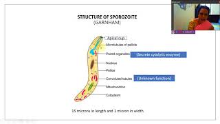 28 Structure of Sporozoites [upl. by Kano]