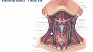 06HeadampNeckintro شرح اناتومي للدكتور احمد كمال [upl. by Idel991]