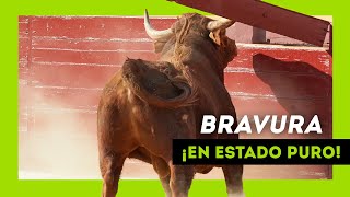 Los TOROS SALVAJES más BRAVOS soltados en 2022 ¡Qué ANIMAL [upl. by Rebeka303]