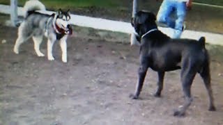 Cane Corso Enters Dog Park Ready To Fight [upl. by Enohs]