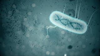 E COLI 3d animation [upl. by Atenahs79]