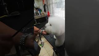 bichon frise cut tutorial [upl. by Aramoj]